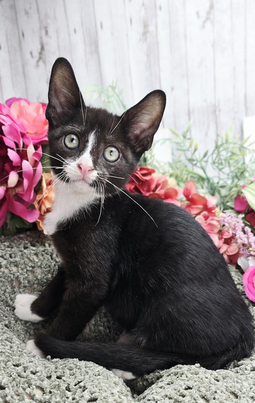 Enlarge Vinnie AKA My Cousin Vinnie, a Adoptable Domestic Short Hair in Parsippany, NJ image 2/5