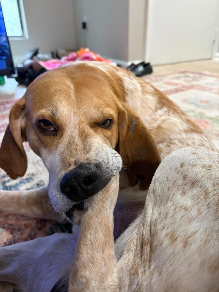 Vincent, Adoptable, Adult Male Hound & Mixed Breed.