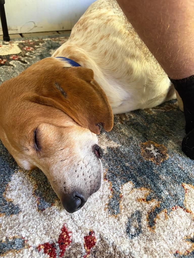 Enlarge Vincent, a Adoptable mixed breed in Raleigh, NC image 2/6