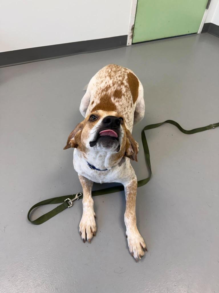 Enlarge Vincent, a Adoptable mixed breed in Raleigh, NC image 3/6