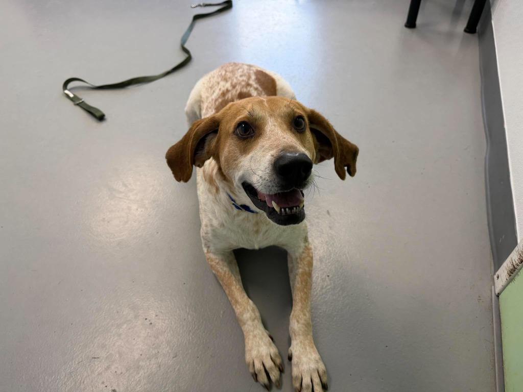 Enlarge Vincent, a Adoptable mixed breed in Raleigh, NC image 4/6