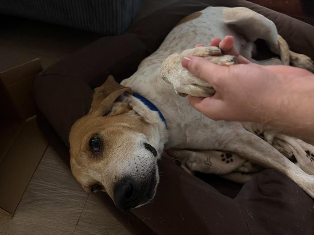 Enlarge Vincent, a Adoptable mixed breed in Raleigh, NC image 5/6