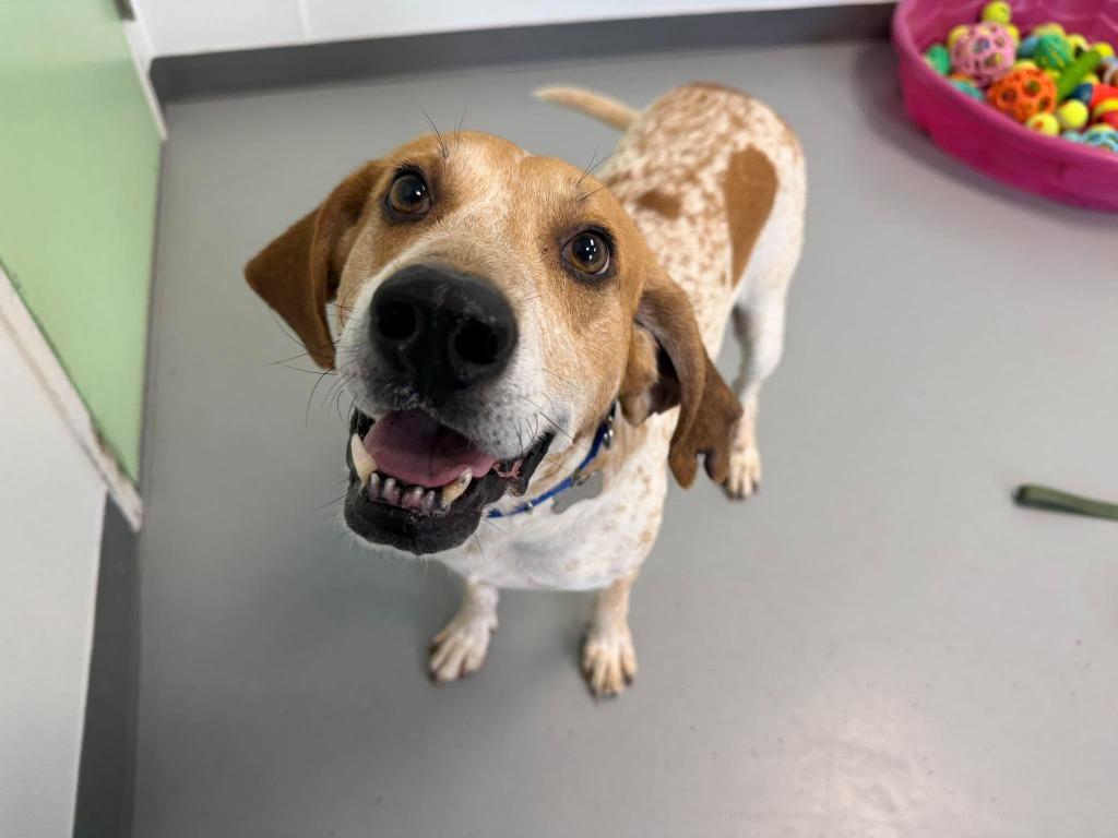 Enlarge Vincent, a Adoptable mixed breed in Raleigh, NC image 6/6