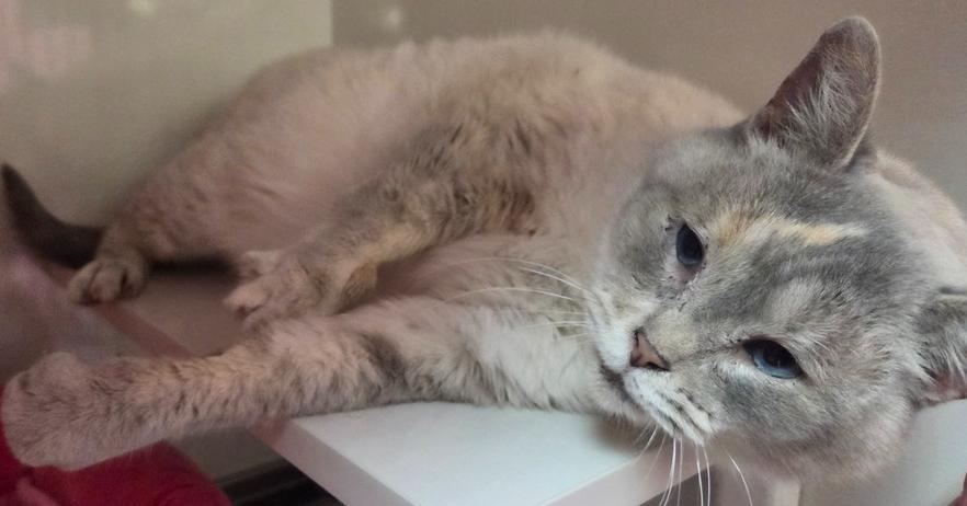 Enlarge Marshmellow, a Adoptable mixed breed in Grand Rapids, MI image 1/6