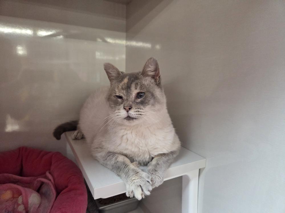 Enlarge Marshmellow, a Adoptable mixed breed in Grand Rapids, MI image 3/6