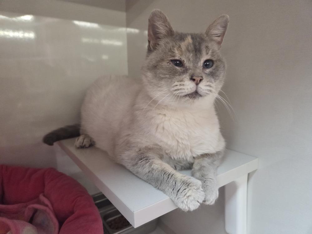 Enlarge Marshmellow, a Adoptable mixed breed in Grand Rapids, MI image 4/6