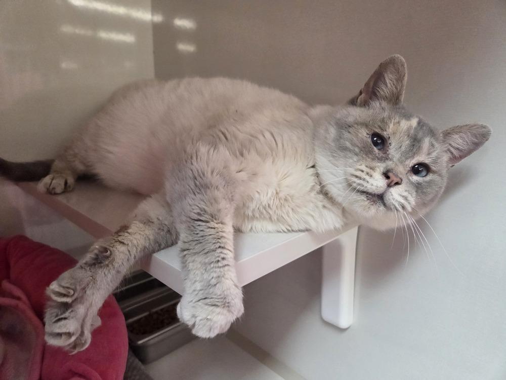 Enlarge Marshmellow, a Adoptable mixed breed in Grand Rapids, MI image 5/6