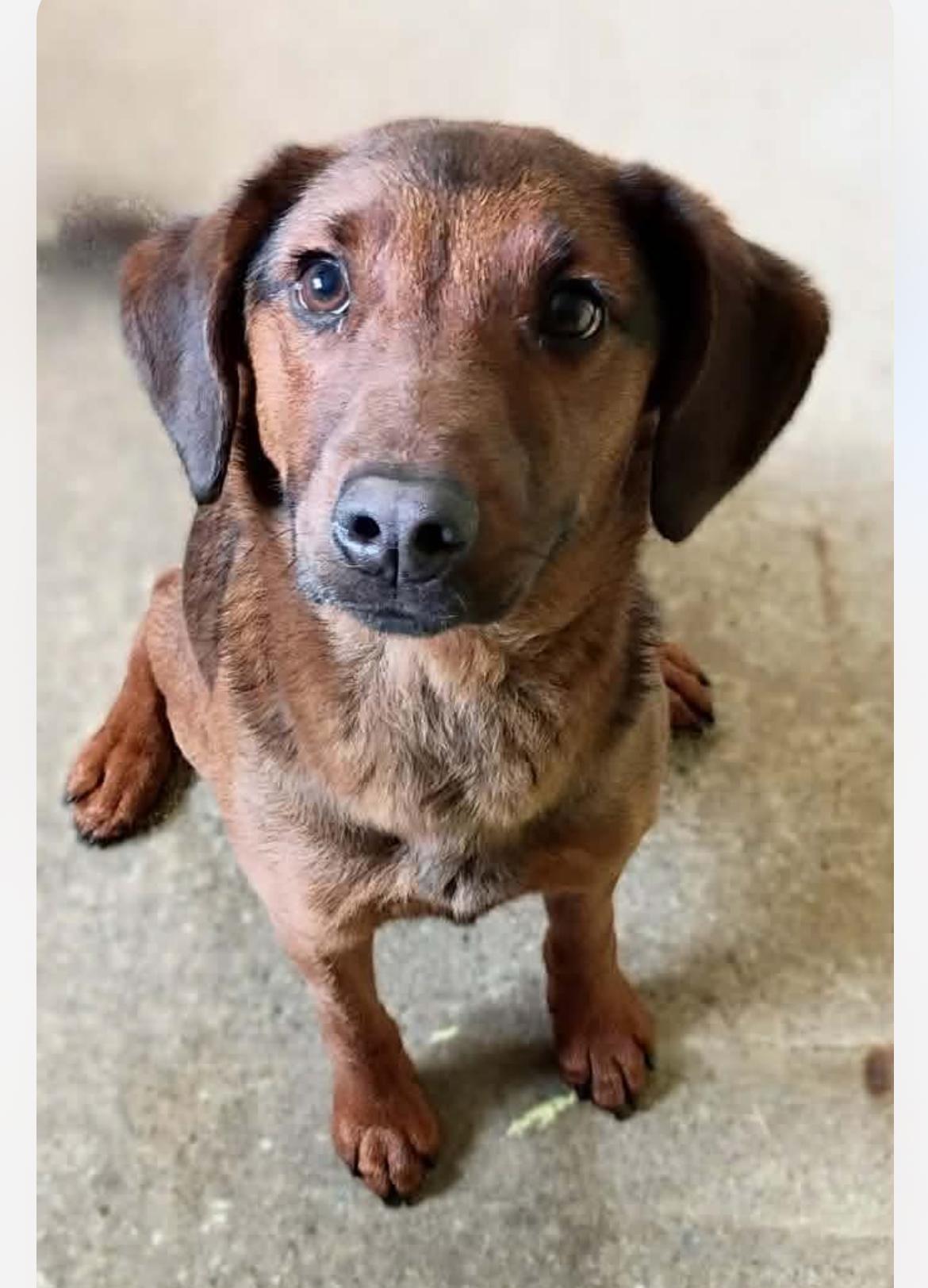 Amberina cs, a Adoptable mixed breed in Columbia, MD image 1/3