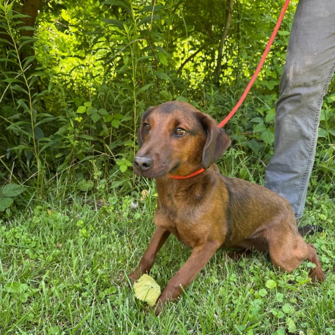 Amberina cs, a Adoptable mixed breed in Columbia, MD image 2/3