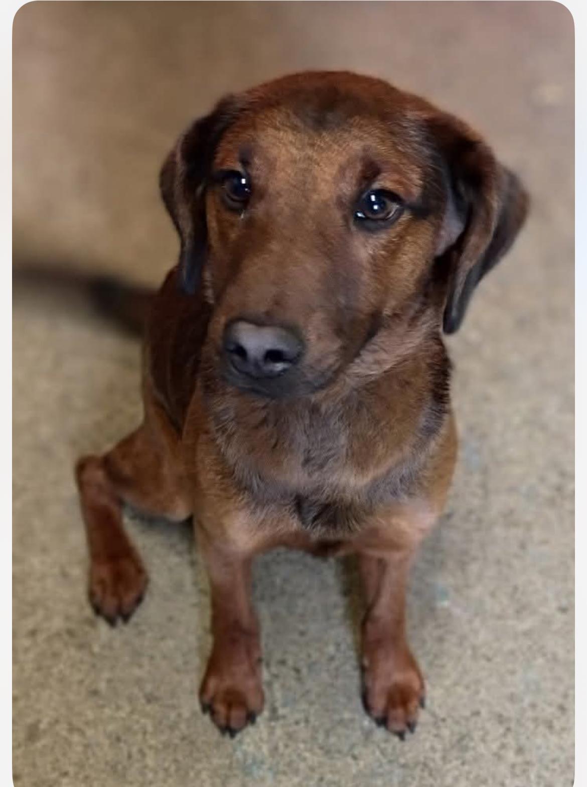 Amberina cs, a Adoptable mixed breed in Columbia, MD image 3/3