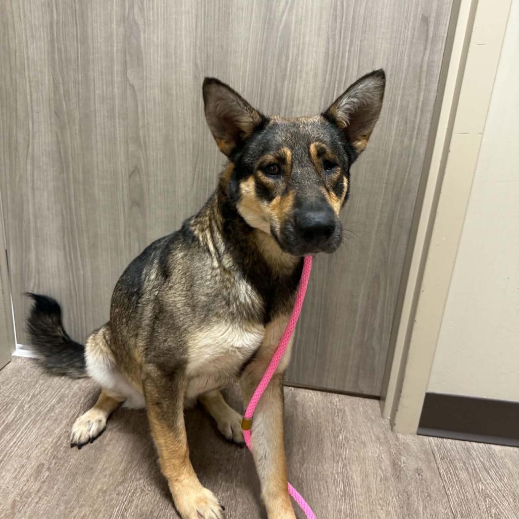 Sadie, Adoptable, Adult Female Shepherd.