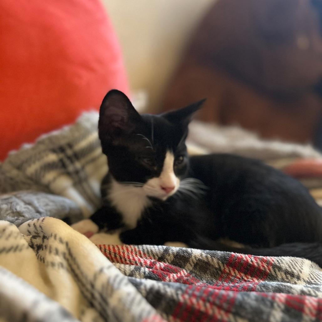 Cid, Adoptable, Kitten Male Domestic Short Hair.