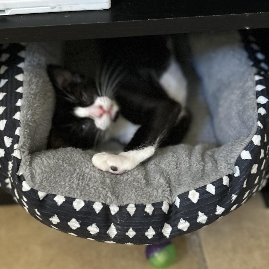 Enlarge Cid, a Adoptable Domestic Short Hair in Layton, UT image 2/4