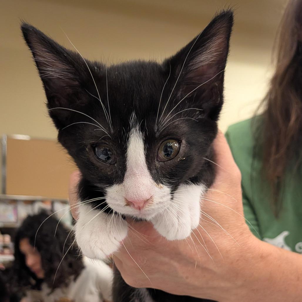 Enlarge Cid, a Adoptable Domestic Short Hair in Layton, UT image 3/4