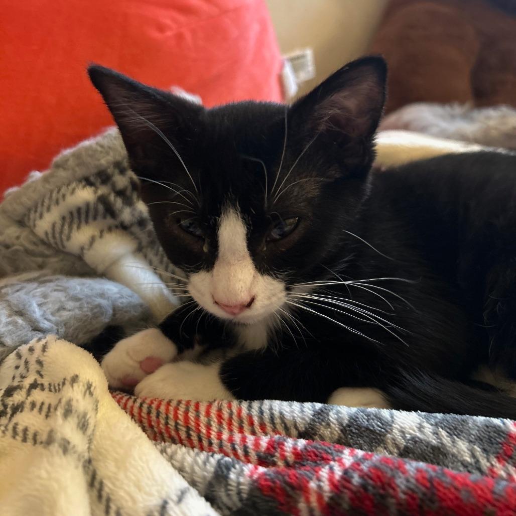 Enlarge Cid, a Adoptable Domestic Short Hair in Layton, UT image 4/4