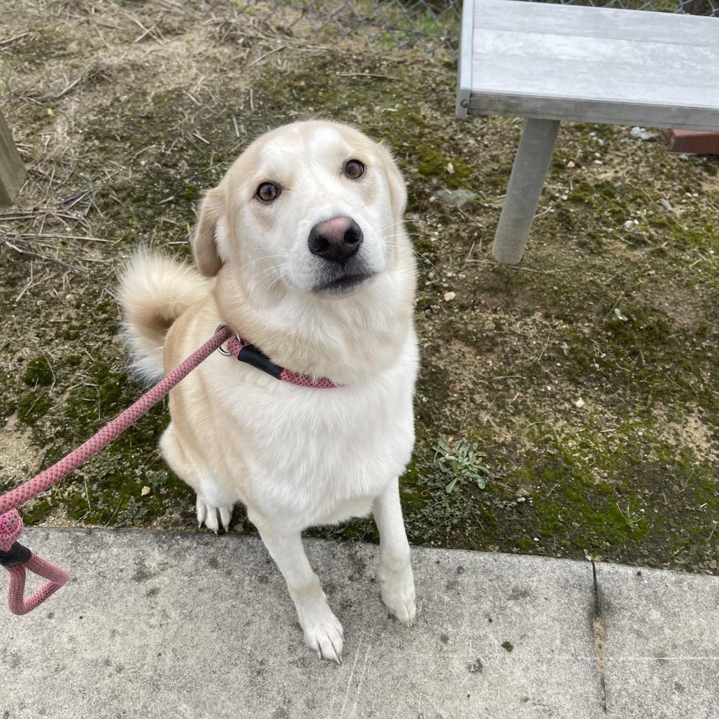 Lotto, Adoptable, Young Male Labrador Retriever & Husky.