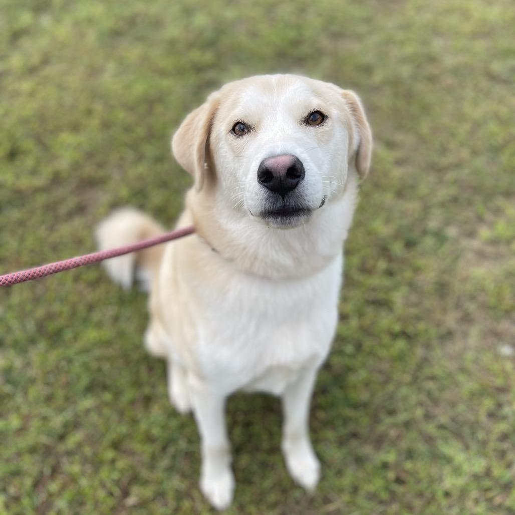 Enlarge Lotto, a Adoptable mixed breed in Blairsville, GA image 2/4
