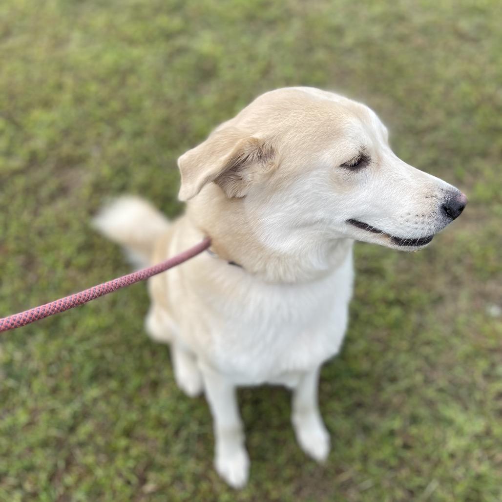 Enlarge Lotto, a Adoptable mixed breed in Blairsville, GA image 3/4