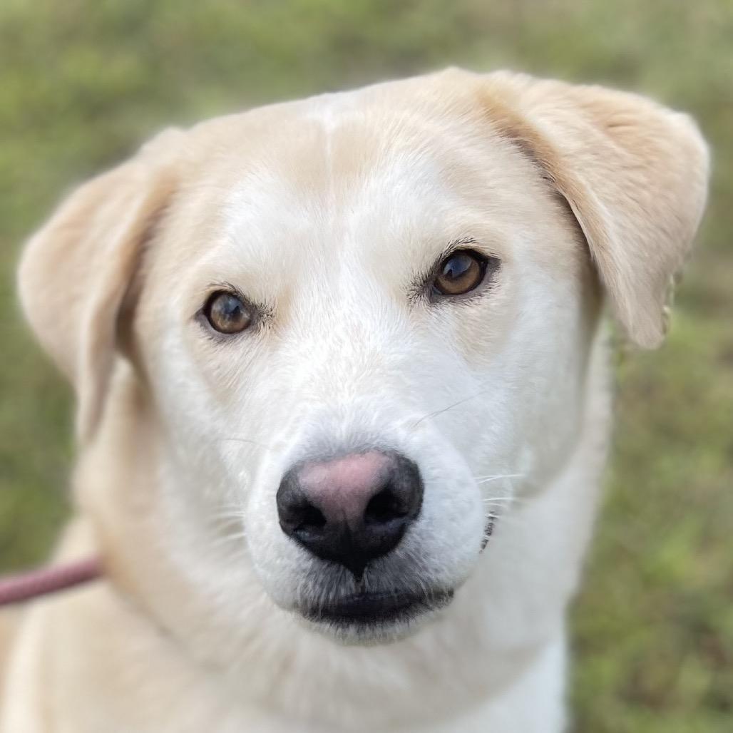 Enlarge Lotto, a Adoptable mixed breed in Blairsville, GA image 4/4