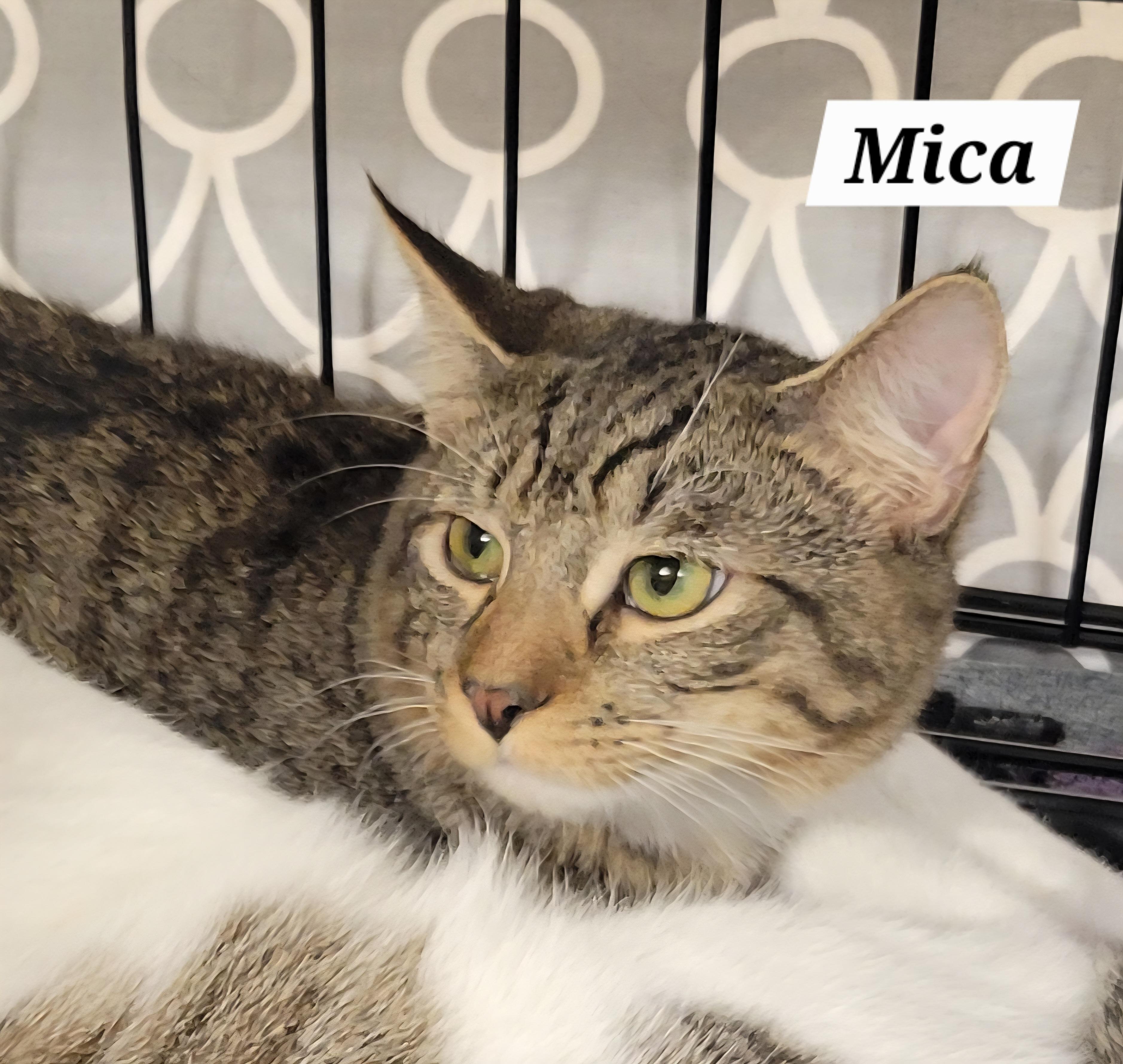 Enlarge Mica, a Adoptable Domestic Short Hair in Green Brook, NJ image 1/1