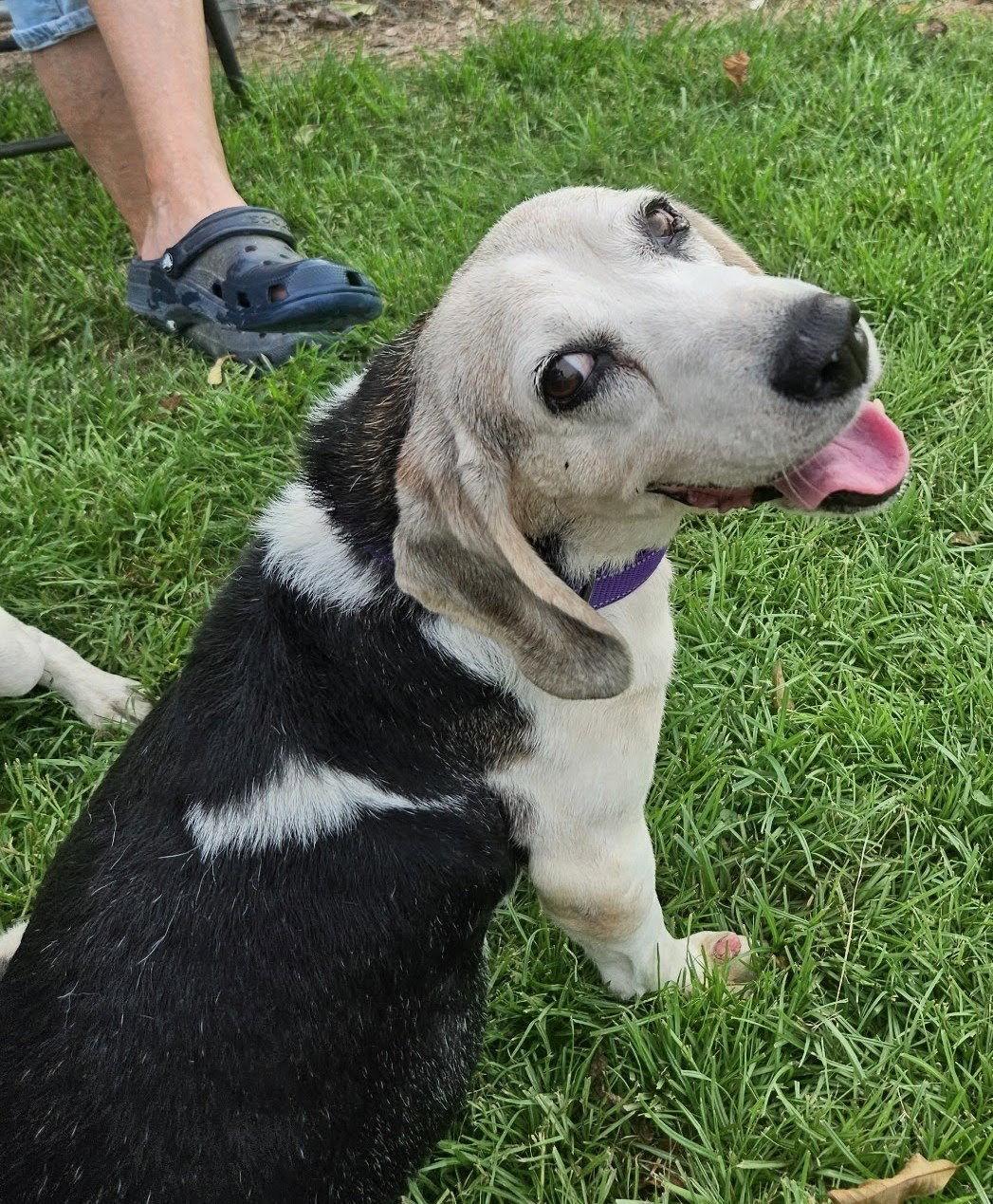 Patience, Adoptable, Senior Female Beagle.