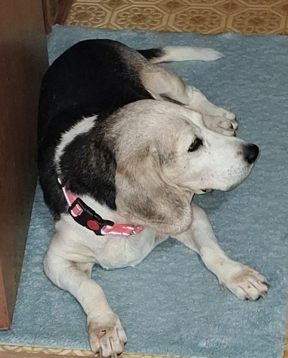 Enlarge Patience, a Adoptable Beagle in Dunnellon, FL image 2/3