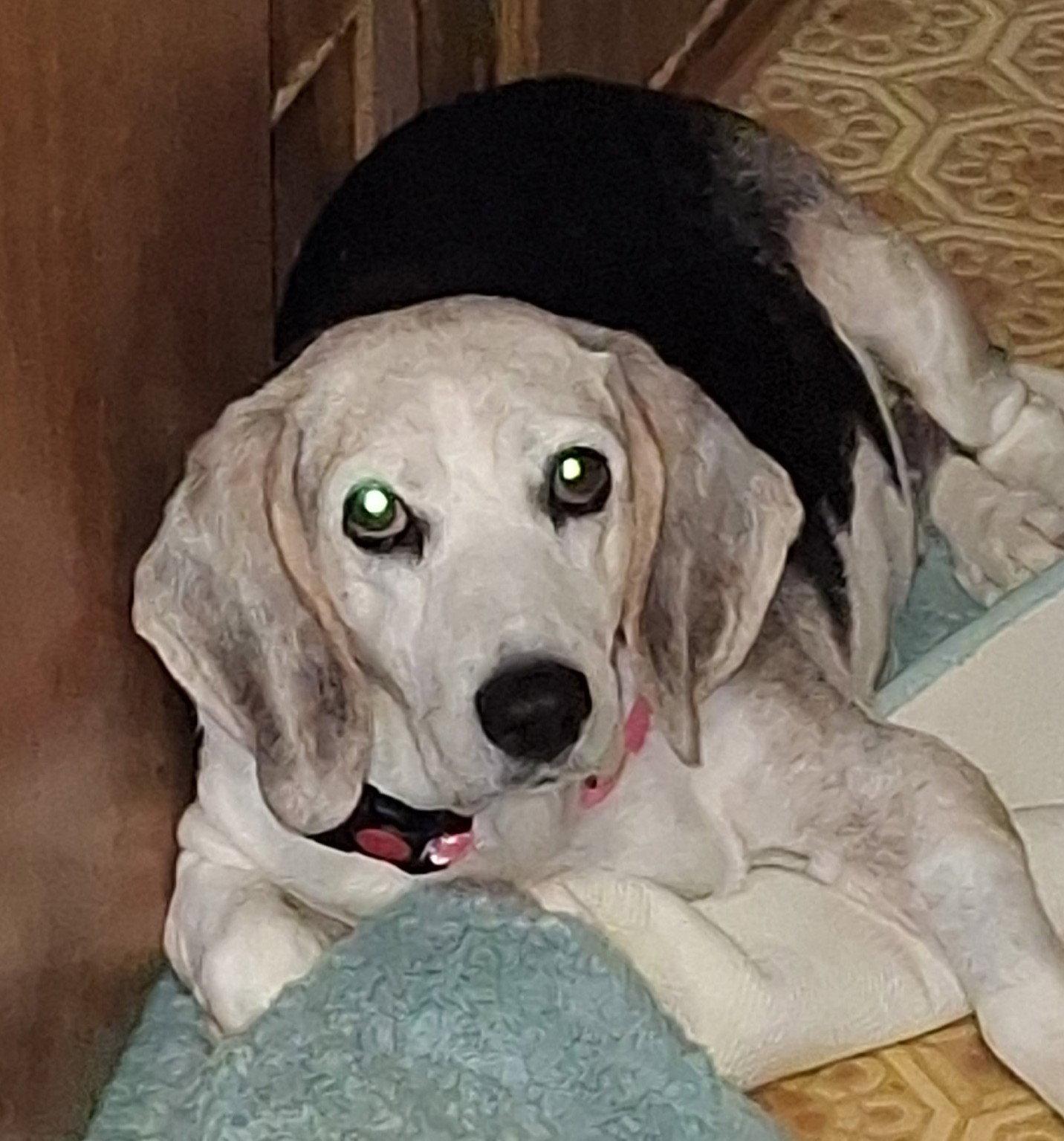 Enlarge Patience, a Adoptable Beagle in Dunnellon, FL image 3/3