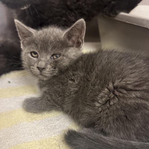 Capra, a Adoptable mixed breed in Walnut Creek, CA image 2/2
