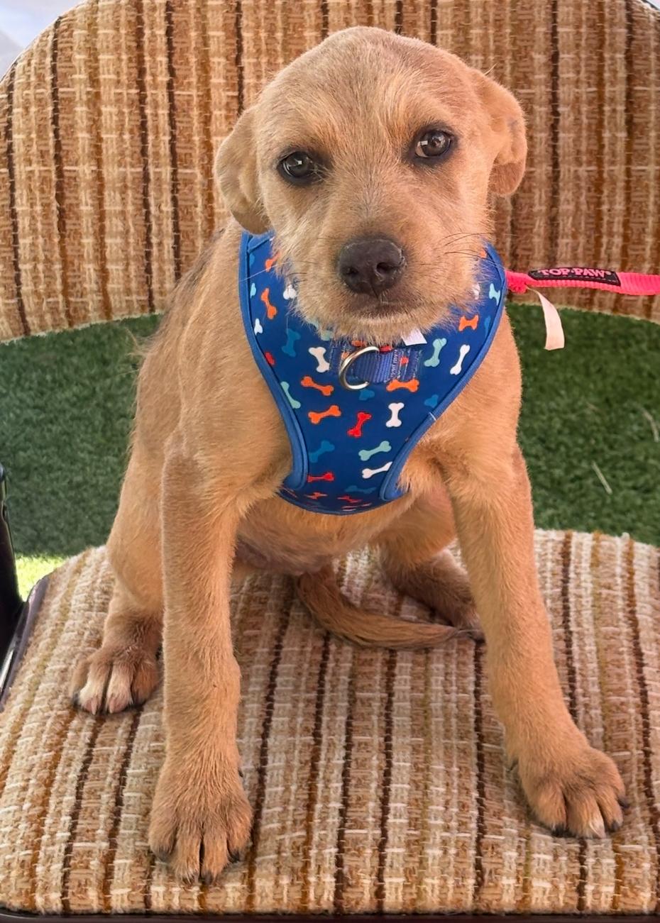 Brigitta, Adoptable, Puppy Female Wirehaired Terrier.
