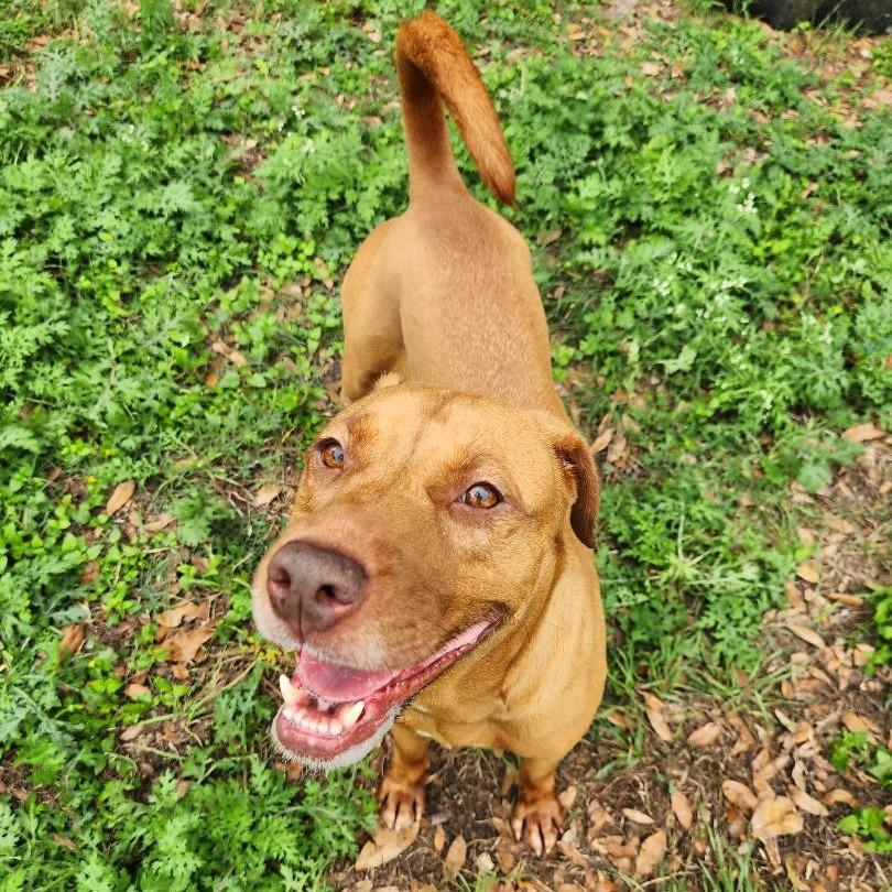 Sienna, Adoptable, Adult Female Terrier & Mixed Breed.