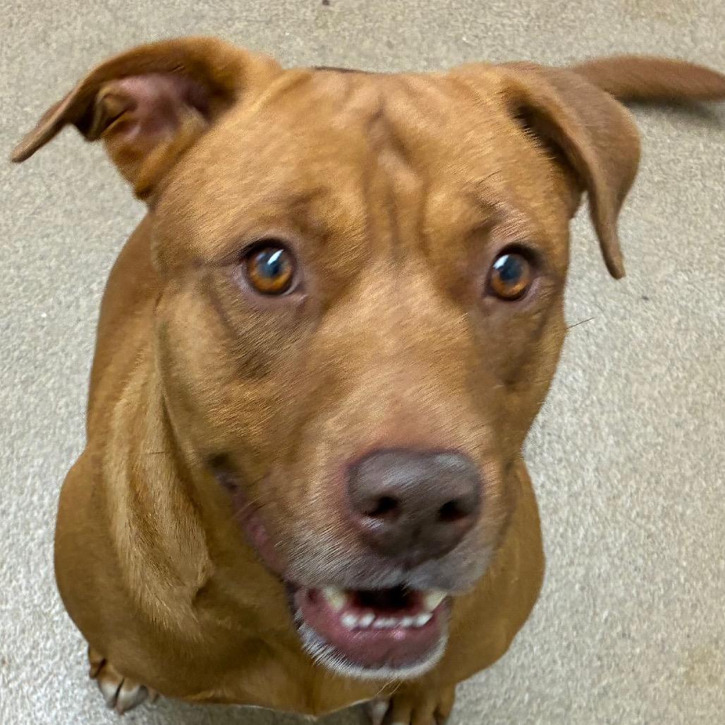 Enlarge Sienna, a Adoptable mixed breed in Corpus Christi, TX image 2/6