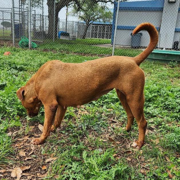 Enlarge Sienna, a Adoptable mixed breed in Corpus Christi, TX image 3/6