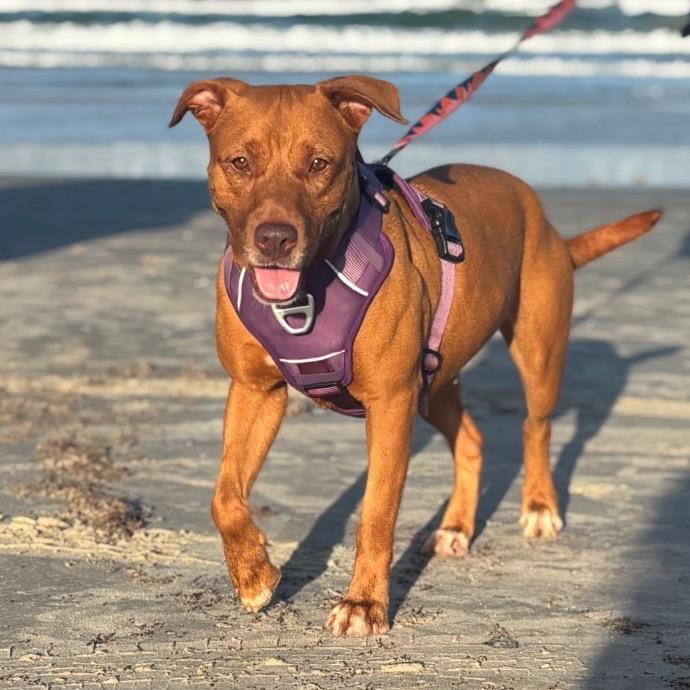 Enlarge Sienna, a Adoptable mixed breed in Corpus Christi, TX image 4/6