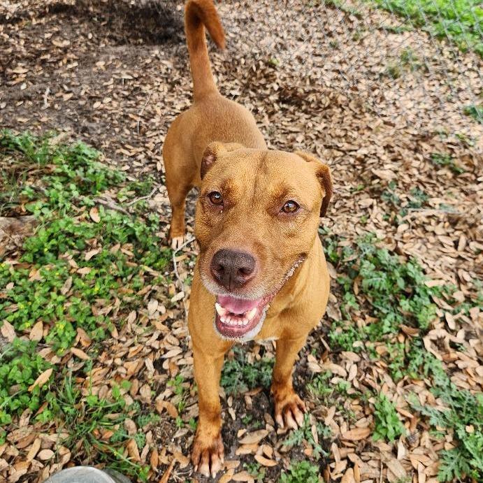 Enlarge Sienna, a Adoptable mixed breed in Corpus Christi, TX image 5/6