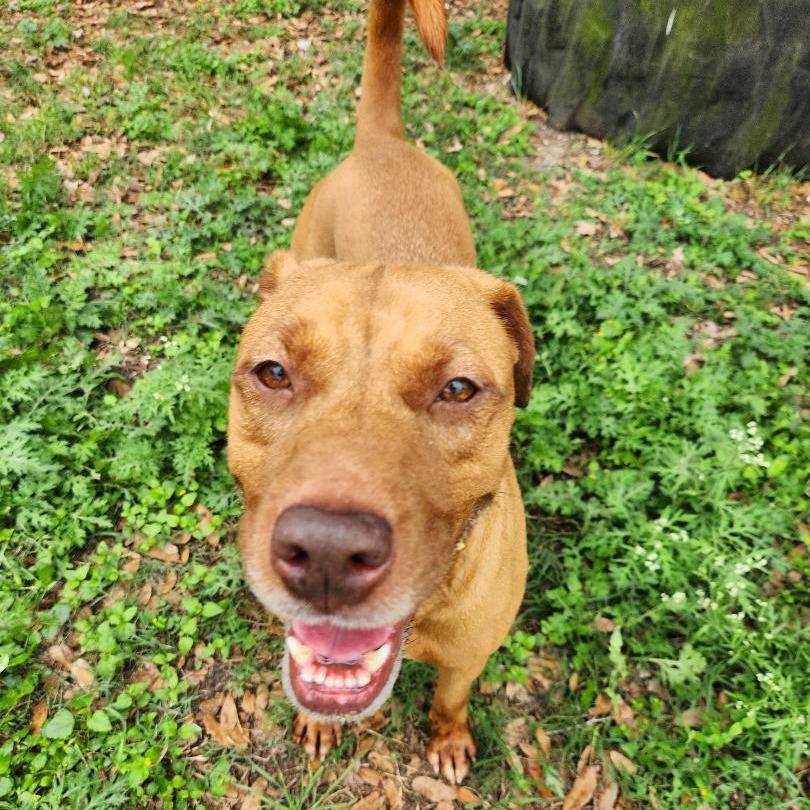 Enlarge Sienna, a Adoptable mixed breed in Corpus Christi, TX image 6/6
