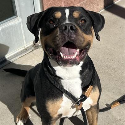 Bowser (F26-60), Adoptable, Adult Male Pit Bull Terrier & Bernese Mountain Dog.