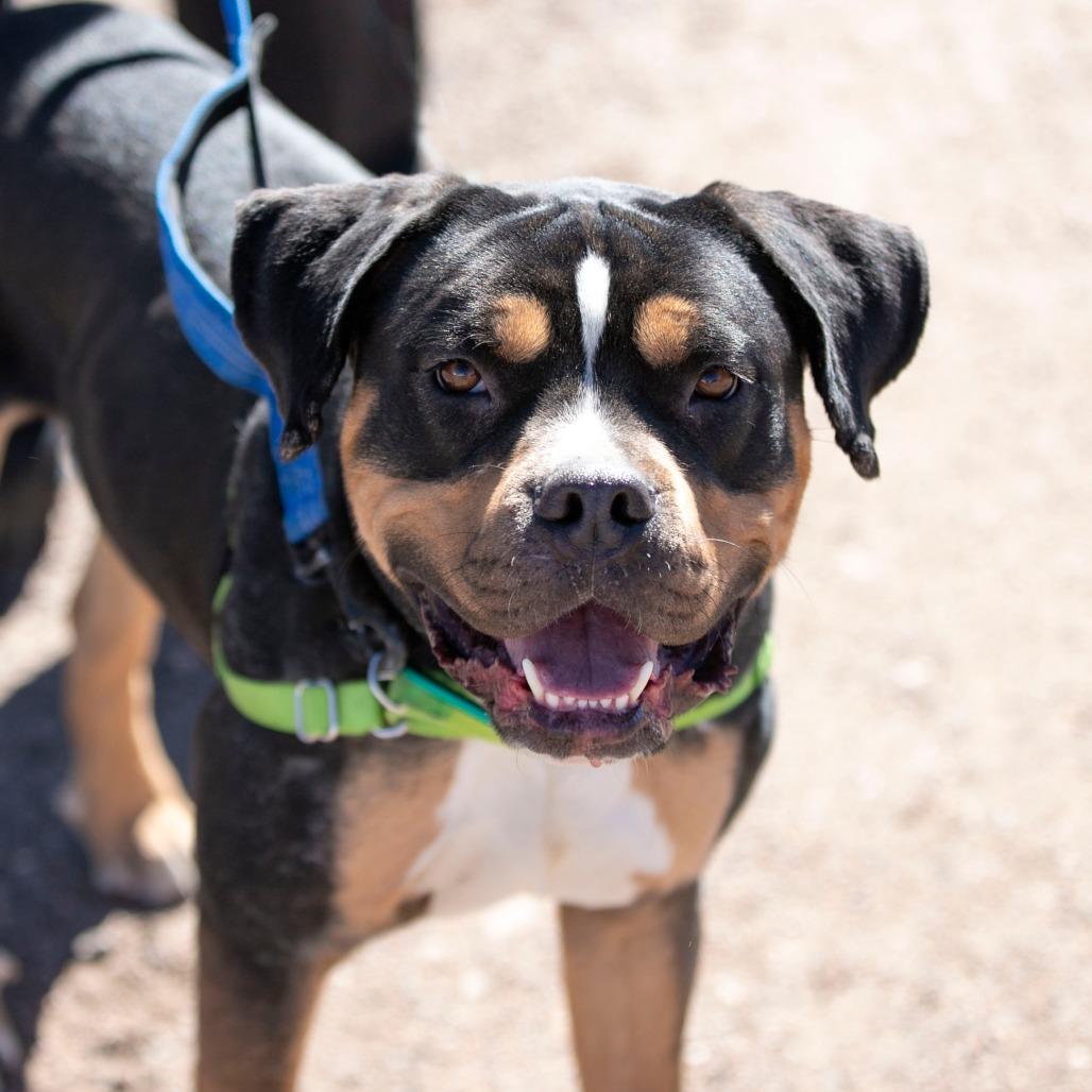 Enlarge Bowser (F26-60), a Adoptable mixed breed in Peyton, CO image 2/6