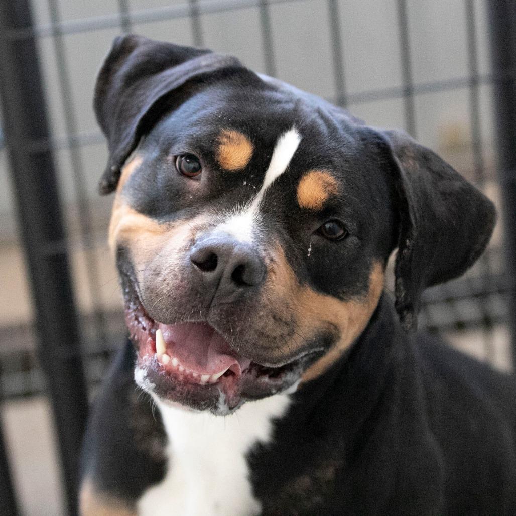 Enlarge Bowser (F26-60), a Adoptable mixed breed in Peyton, CO image 3/6