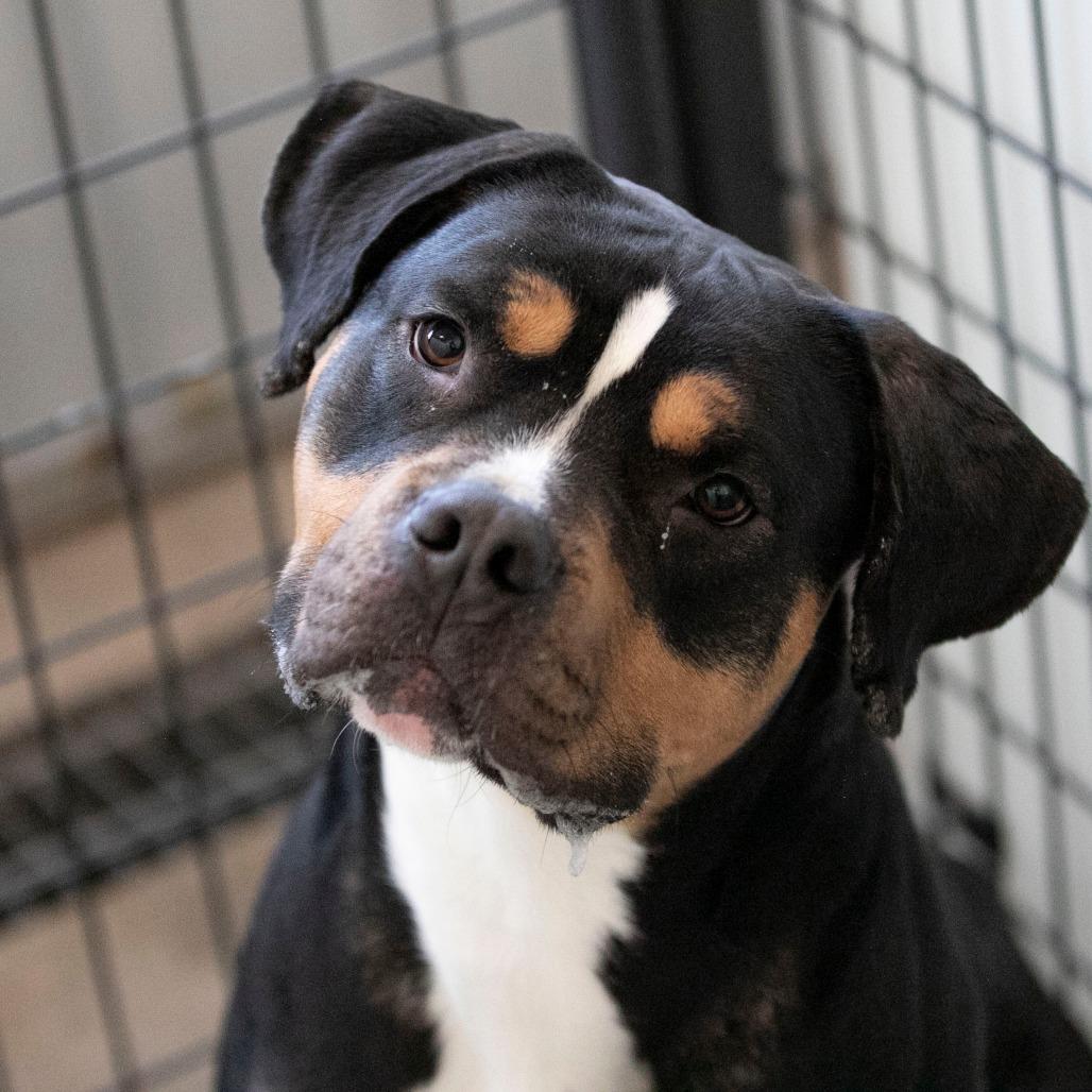 Enlarge Bowser (F26-60), a Adoptable mixed breed in Peyton, CO image 4/6