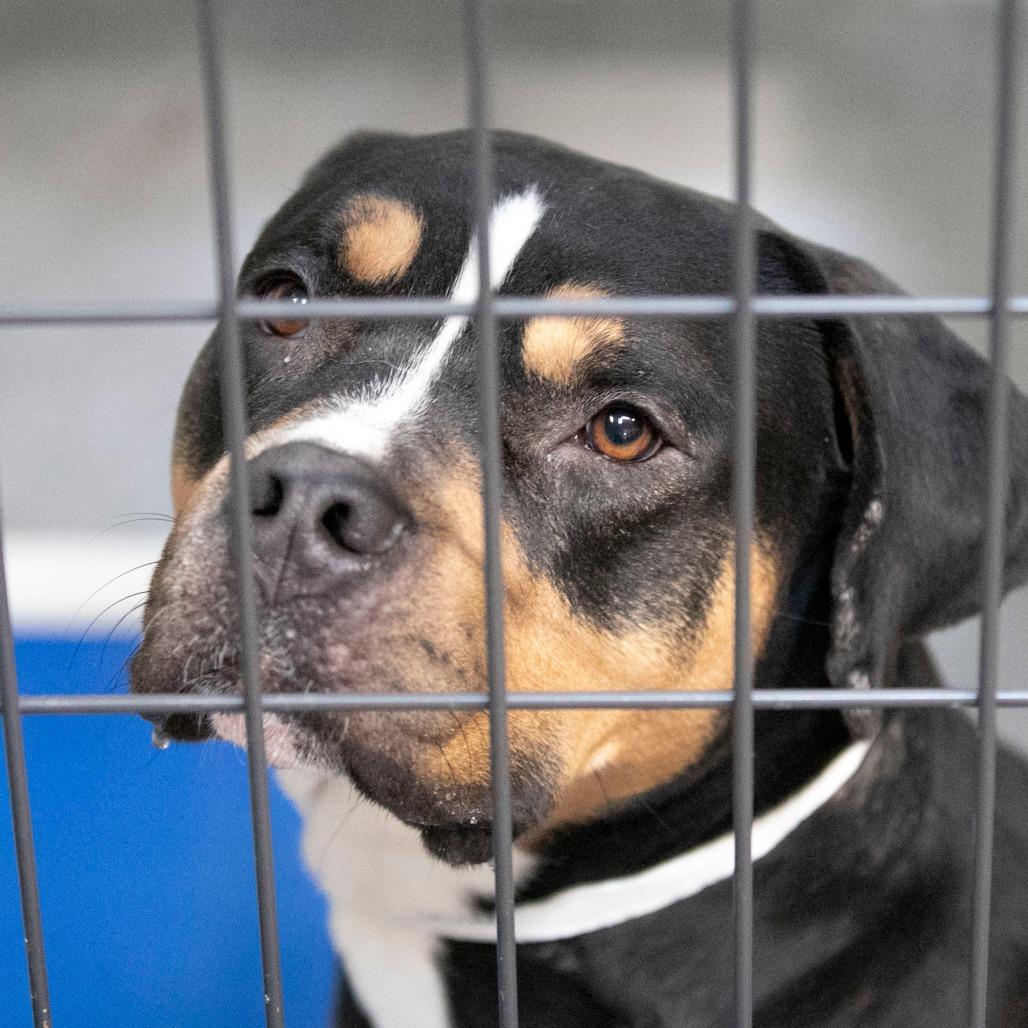 Enlarge Bowser (F26-60), a Adoptable mixed breed in Peyton, CO image 5/6