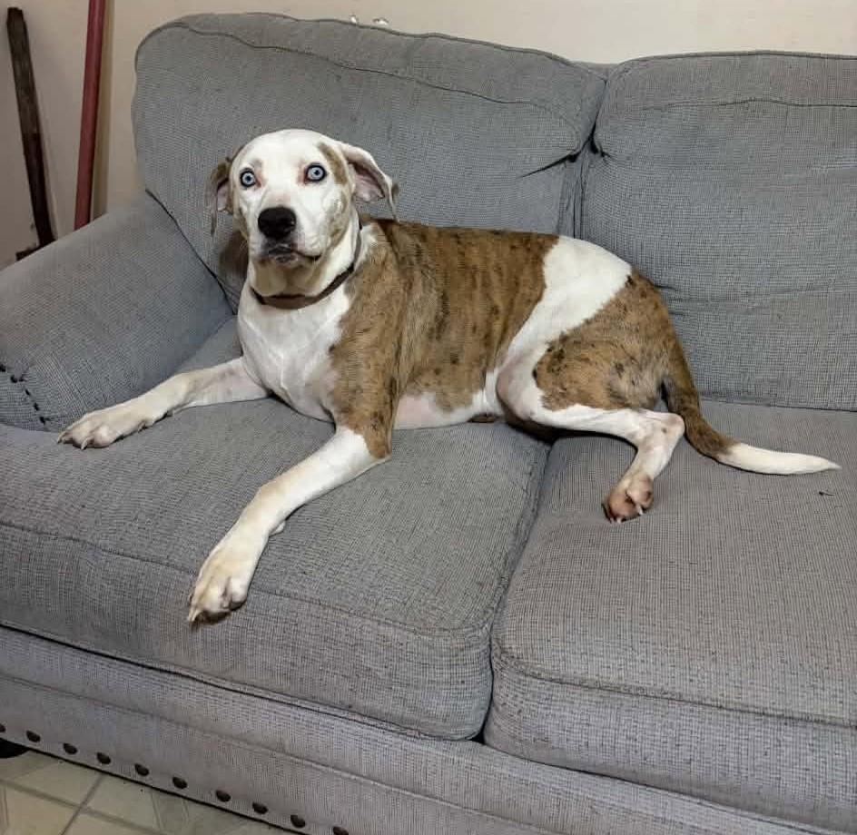 Kyla, Adoptable, Adult Female Catahoula Leopard Dog.