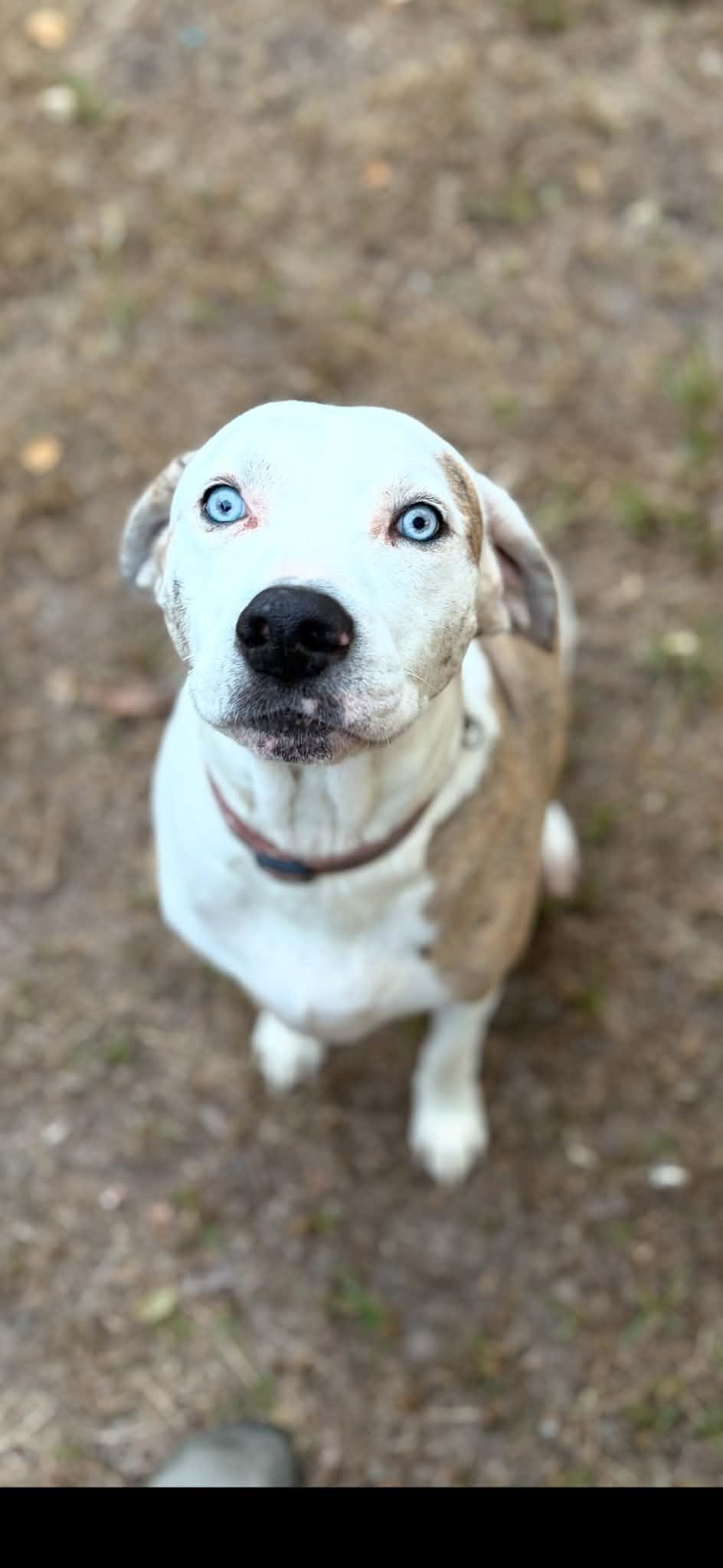 Enlarge Kyla, a Adoptable mixed breed in Deridder, LA image 2/2
