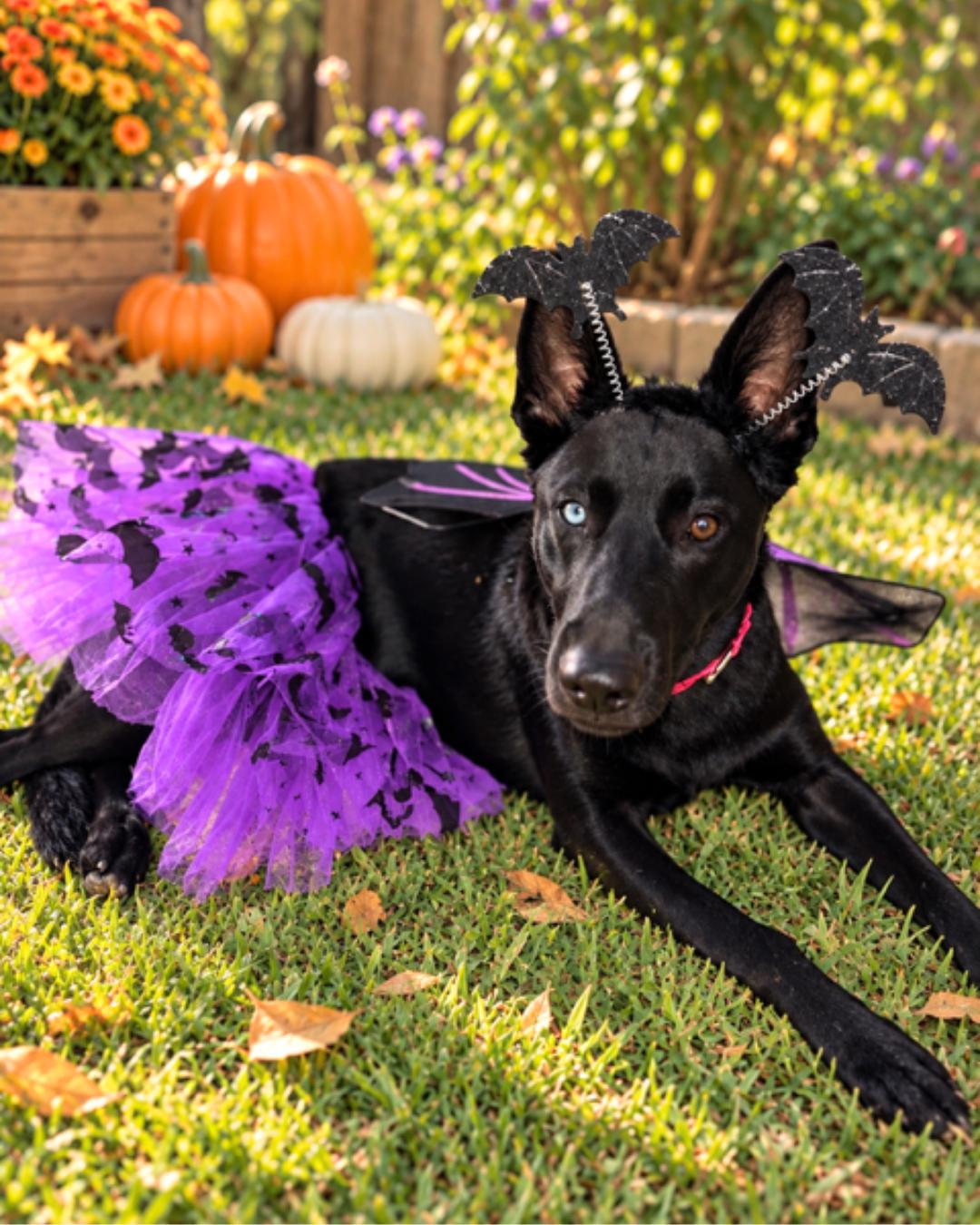 Enlarge Roxy Roo, a Adoptable Shepherd in Valley Village, CA image 2/5