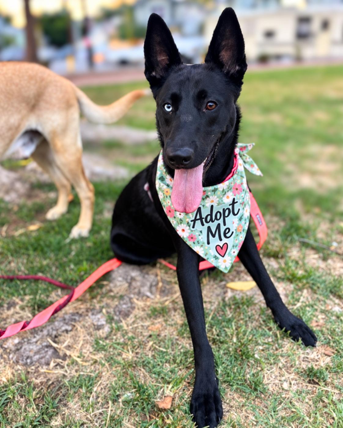 Enlarge Roxy Roo, a Adoptable Shepherd in Valley Village, CA image 4/5