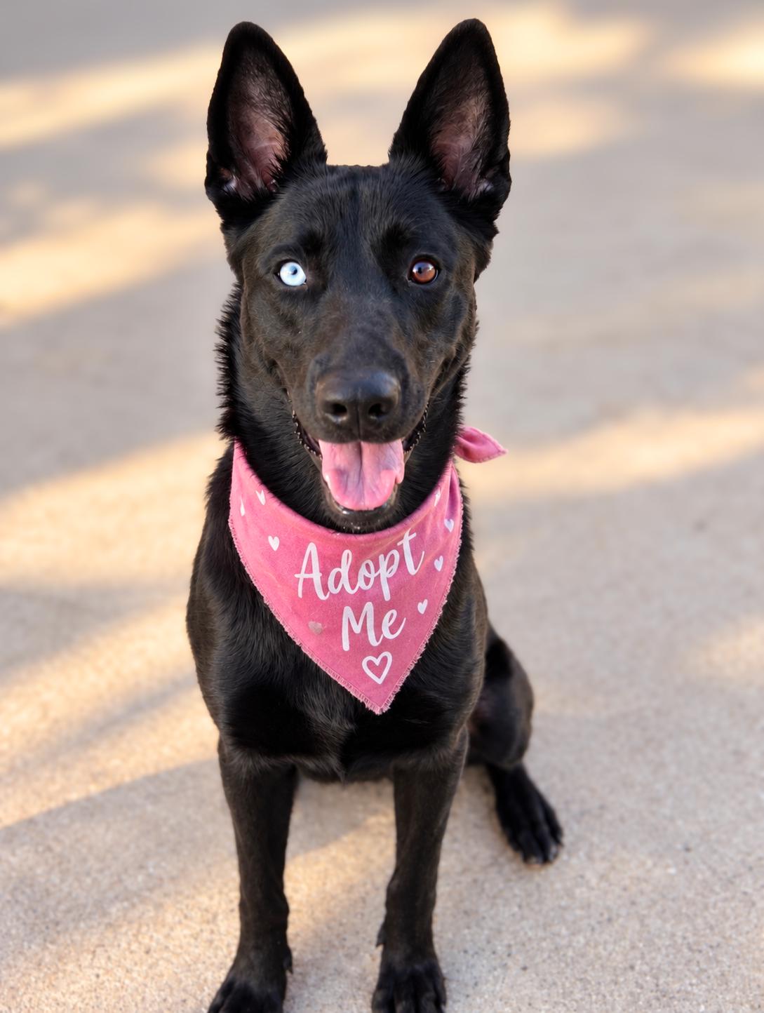 Roxy Roo, Adoptable, Young Female Shepherd.