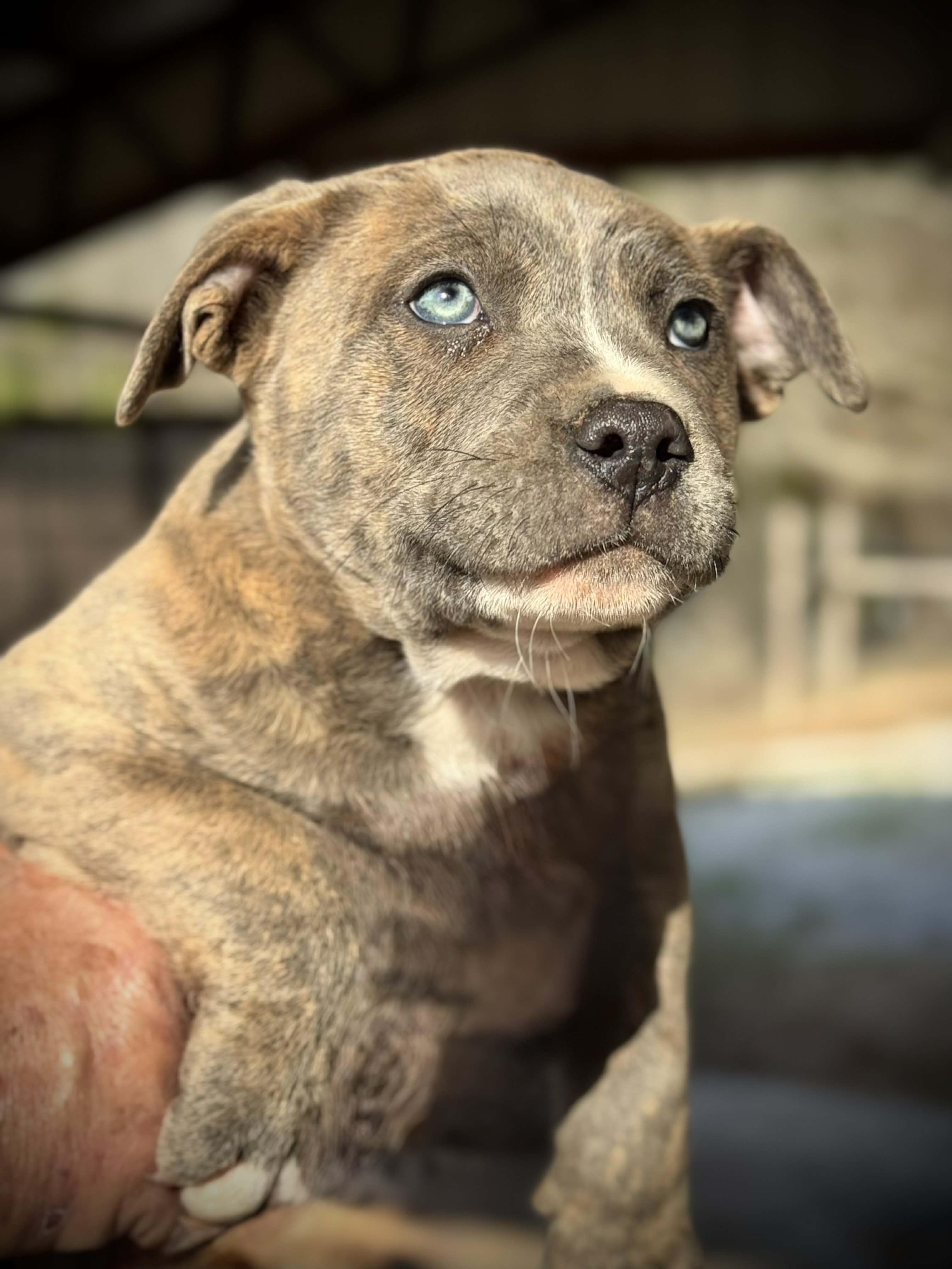 Enlarge Dobby , an adopted Mixed Breed in Northwood, NH image 3/3