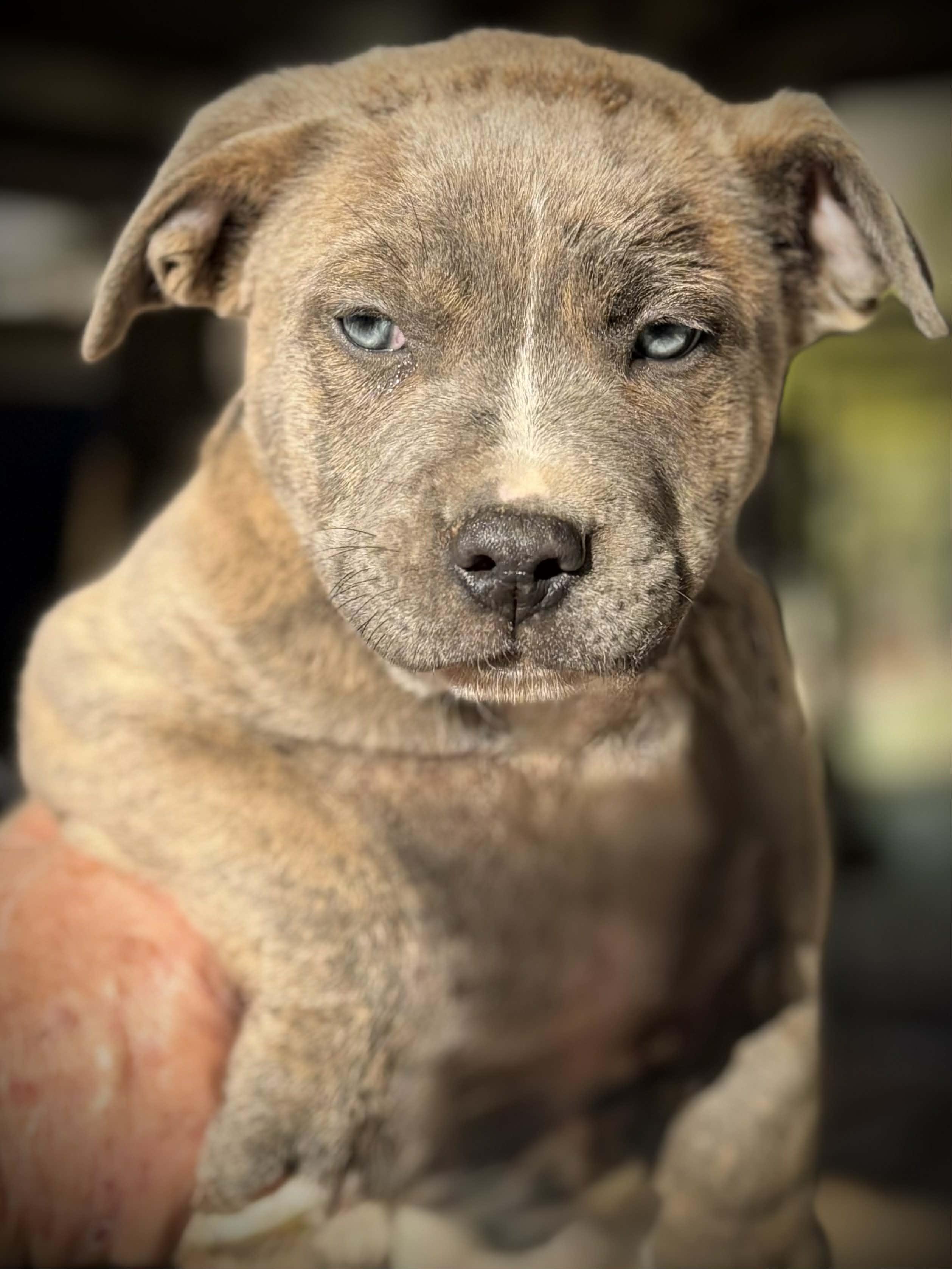 Enlarge Dobby , an adopted Mixed Breed in Northwood, NH image 1/3