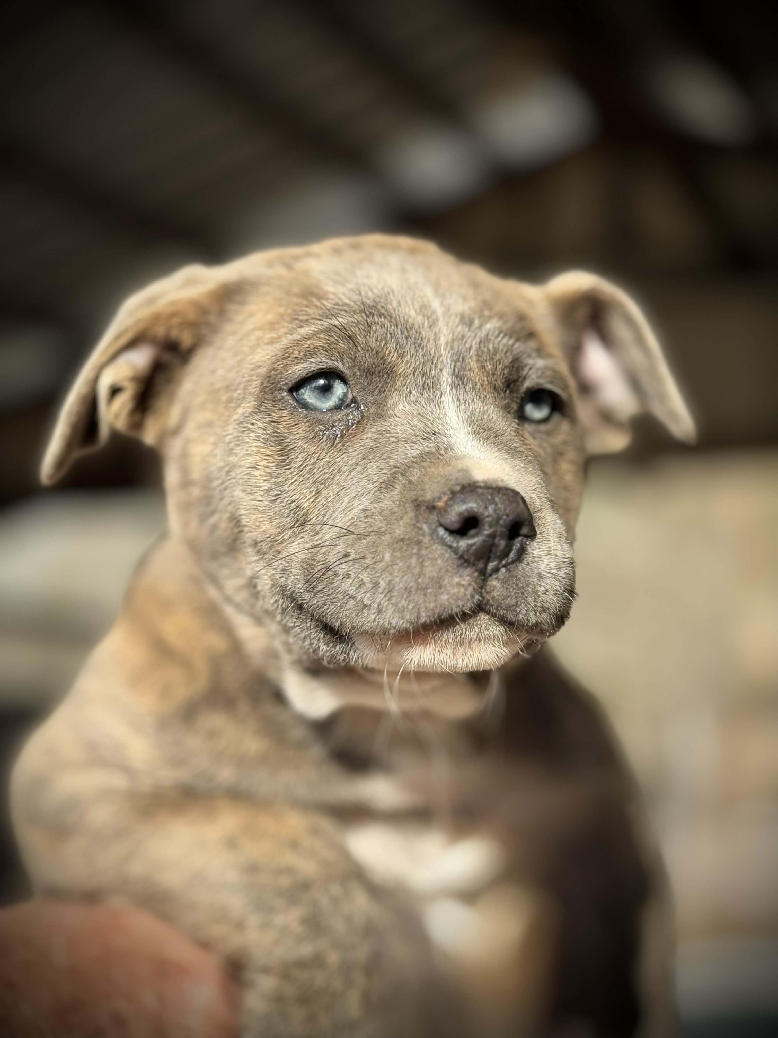 Enlarge Dobby , an adopted Mixed Breed in Northwood, NH image 2/3