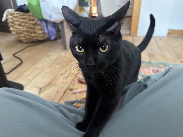 Puppy — thumbnail 2