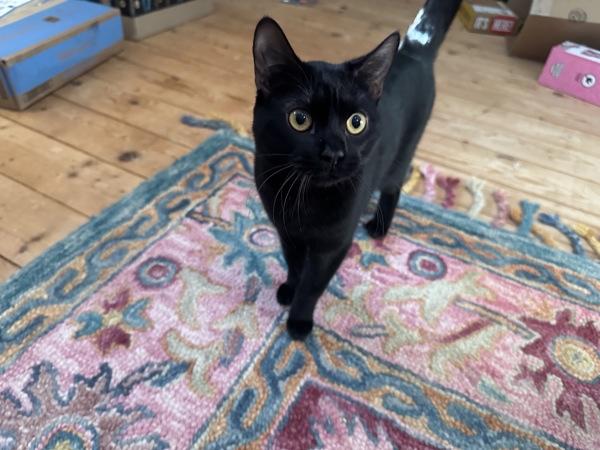 Puppy — thumbnail 4